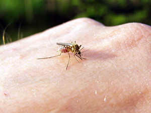 Укусы насекомых, как причина сыпи на руках